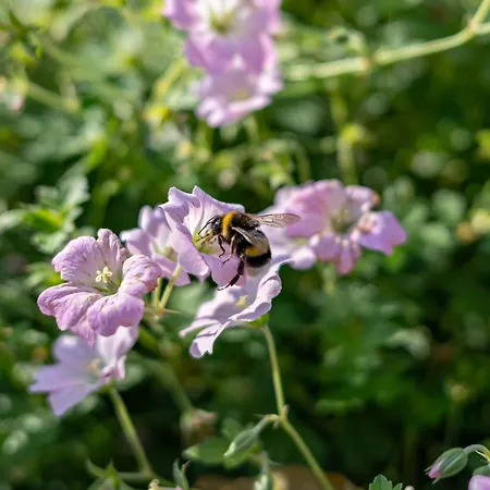 Fh Tannenwieck - Fh Tannenwieck Seeadler Dg